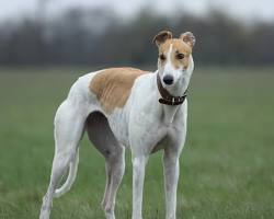 Una vida mejor para nuestros Galgos, rescate, amor y nuevos comienzos