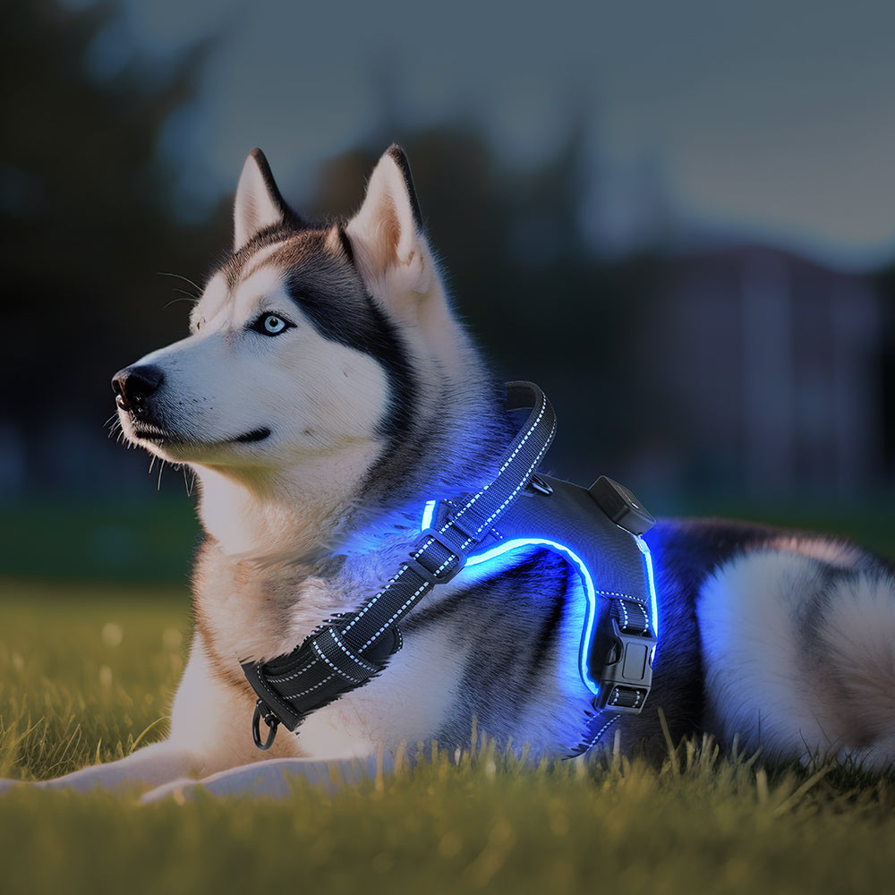 /arnes-para-perros